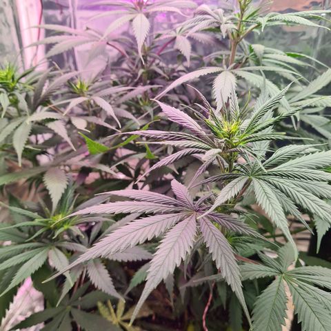 Flor 2 growlog timeline photo