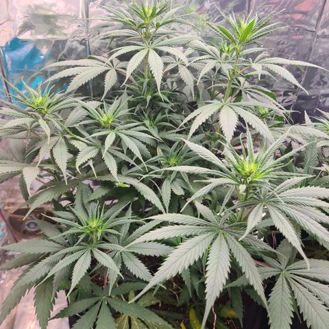 Flor 2 growlog timeline photo