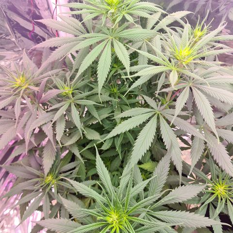 Flor 2 growlog timeline photo