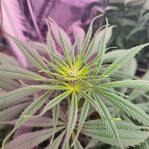 Flor 2 growlog timeline photo