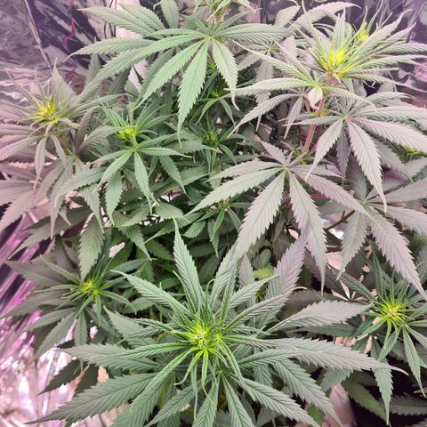 Flor 2 growlog timeline photo