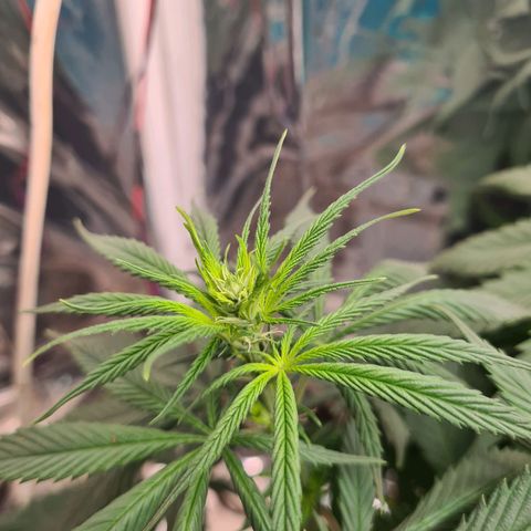 Flor 2 growlog timeline photo
