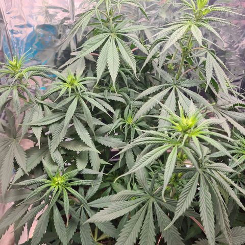Flor 2 growlog timeline photo
