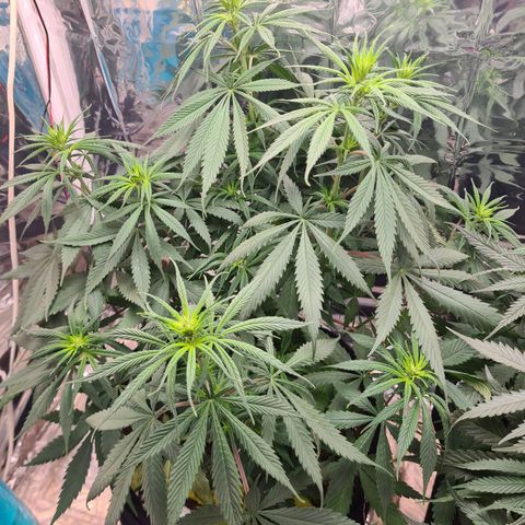Flor 2 growlog timeline photo