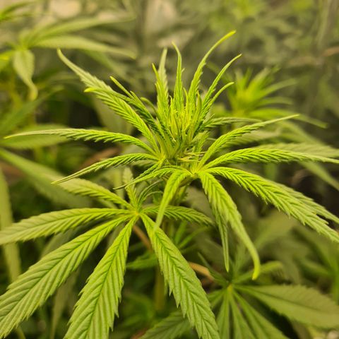 Flor 2 growlog timeline photo