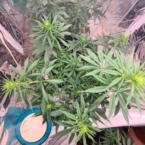 Flor 2 growlog timeline photo