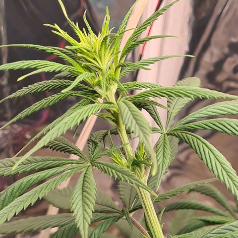 Flor 2 growlog timeline photo