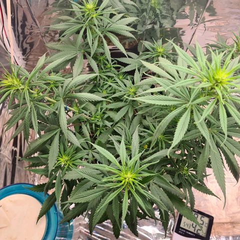 Flor 2 growlog timeline photo