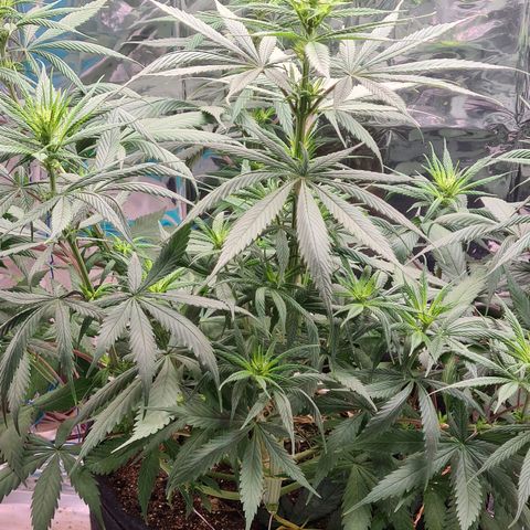 Flor 2 growlog timeline photo