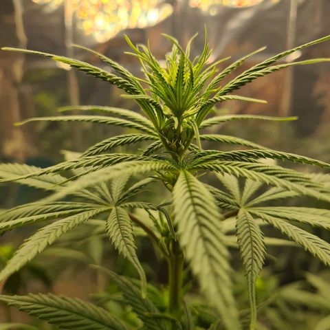 Flor 2 growlog timeline photo
