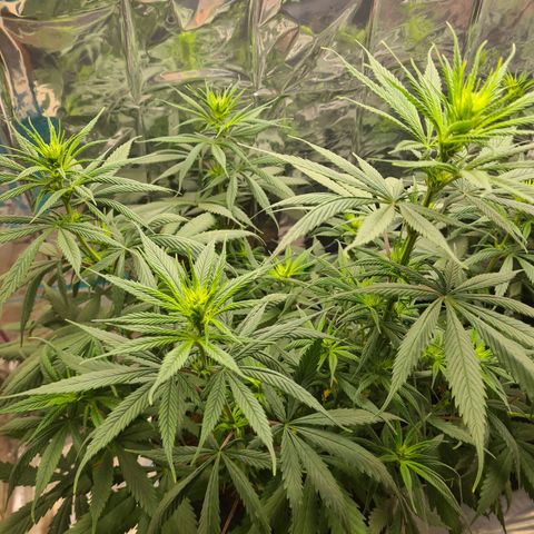 Flor 2 growlog timeline photo