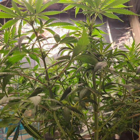 Flor 2 growlog timeline photo