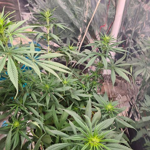 Flor 2 growlog timeline photo