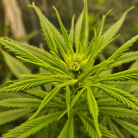 Flor 2 growlog timeline photo