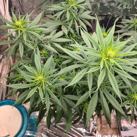 Flor 2 growlog timeline photo