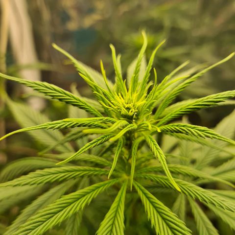 Flor 2 growlog timeline photo