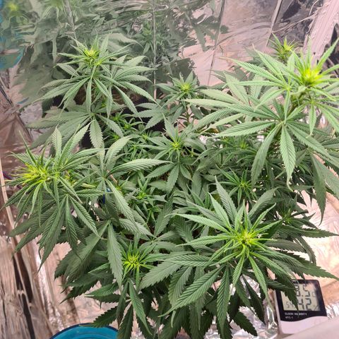 Flor 2 growlog timeline photo