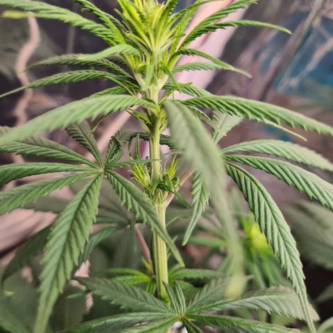 Flor 2 growlog timeline photo