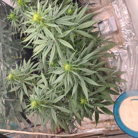 Flor 2 growlog timeline photo