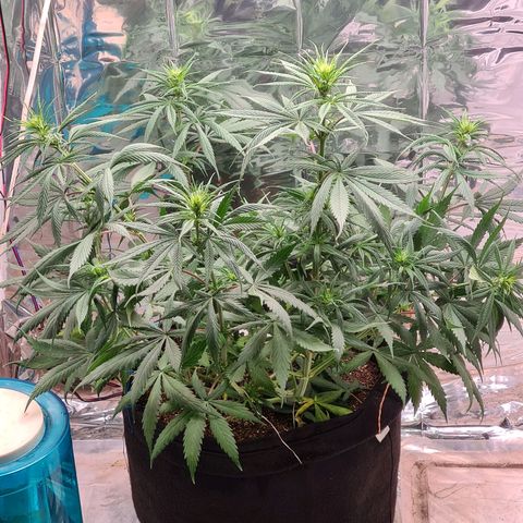 Flor 2 growlog timeline photo