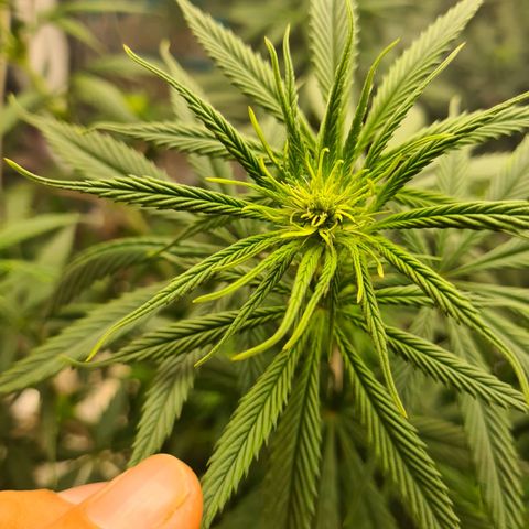 Flor 2 growlog timeline photo