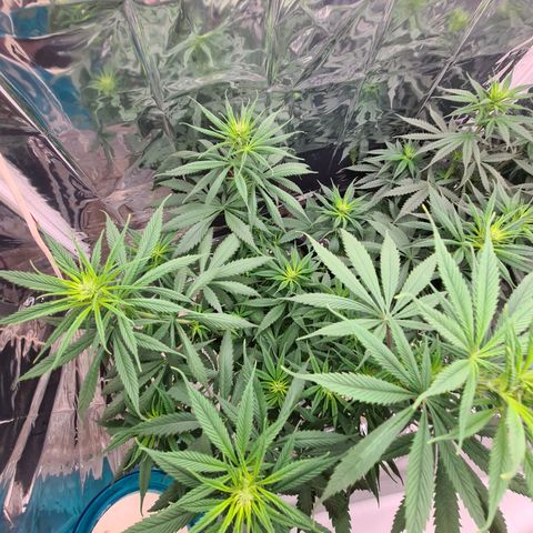 Flor 2 growlog timeline photo