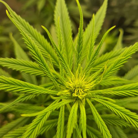 Flor 2 growlog timeline photo