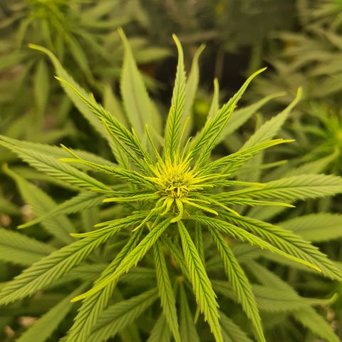Flor 2 growlog timeline photo