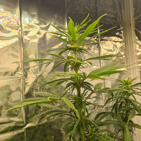 Flor 2 growlog timeline photo