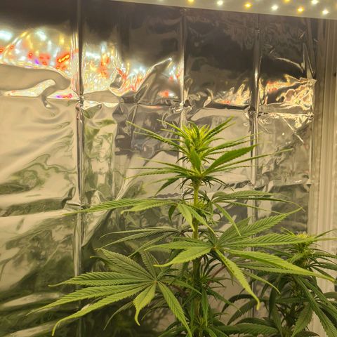 Flor 2 growlog timeline photo