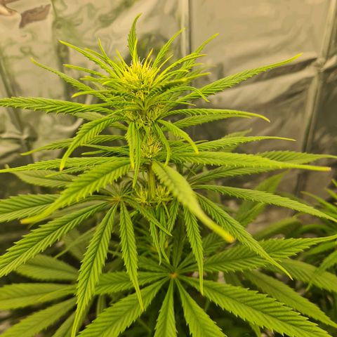 Flor 2 growlog timeline photo