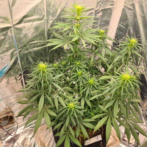 Flor 2 growlog timeline photo