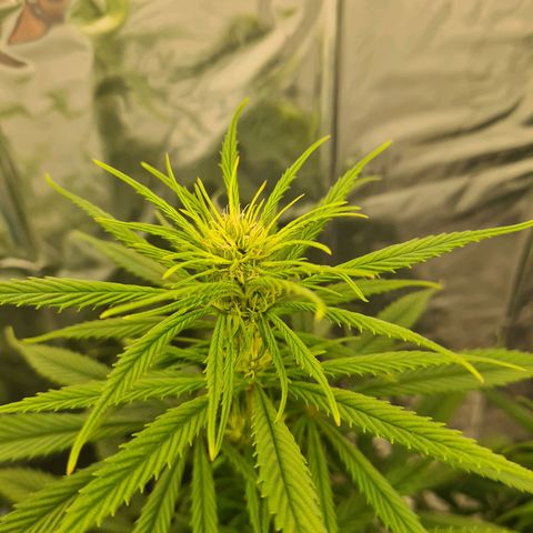 Flor 2 growlog timeline photo
