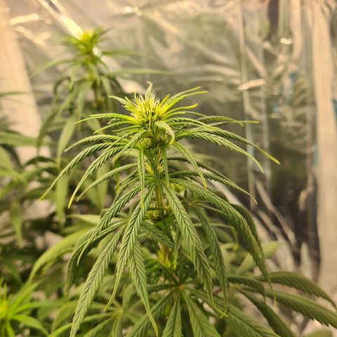 Flor 2 growlog timeline photo