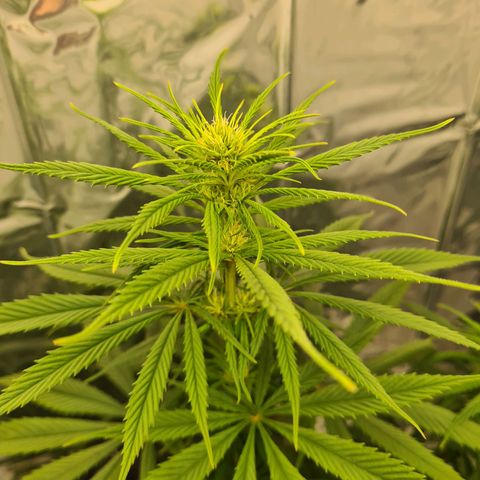 Flor 2 growlog timeline photo