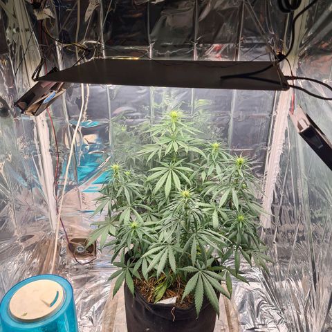 Flor 2 growlog timeline photo