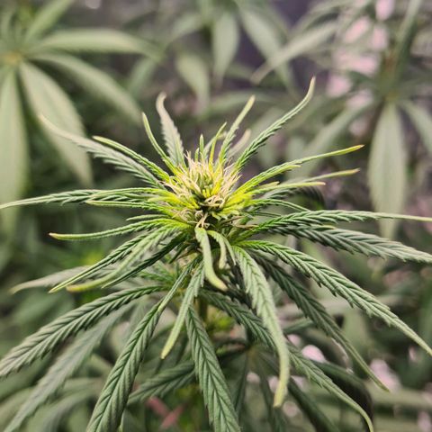 Flor 2 growlog timeline photo