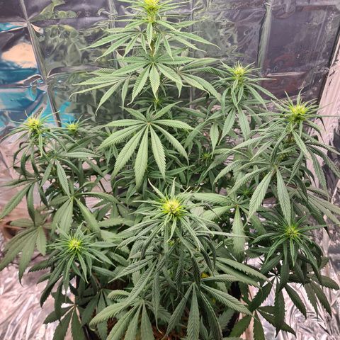 Flor 2 growlog timeline photo