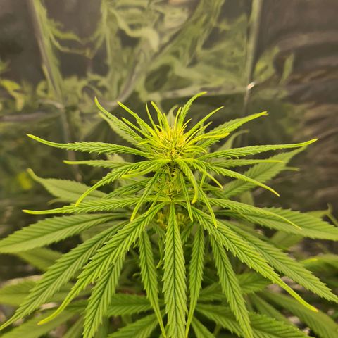 Flor 2 growlog timeline photo