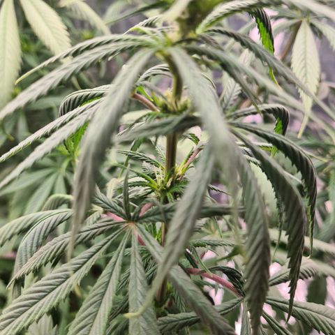 Flor 2 growlog timeline photo