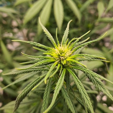 Flor 2 growlog timeline photo