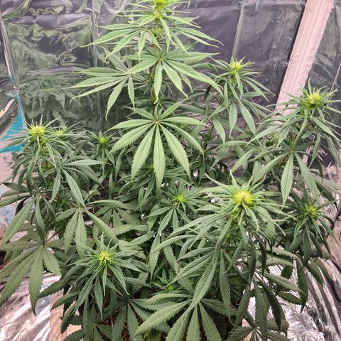 Flor 2 growlog timeline photo