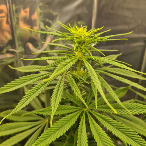 Flor 2 growlog timeline photo