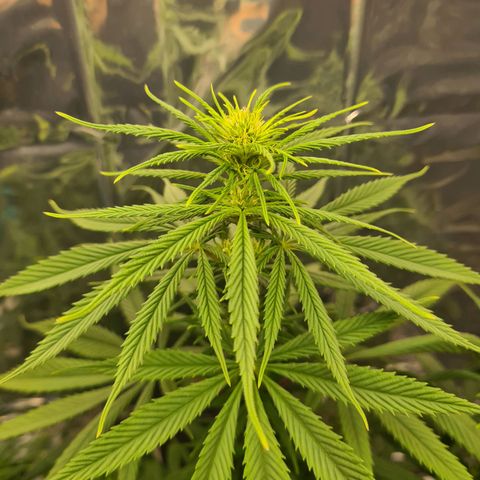 Flor 2 growlog timeline photo