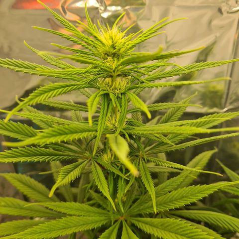 Flor 2 growlog timeline photo