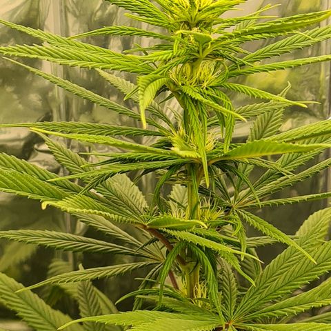 Flor 2 growlog timeline photo