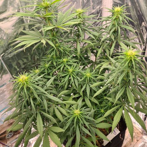 Flor 2 growlog timeline photo