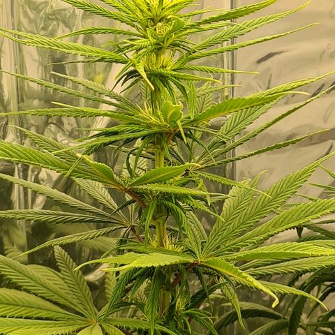 Flor 2 growlog timeline photo