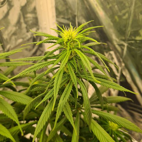 Flor 2 growlog timeline photo