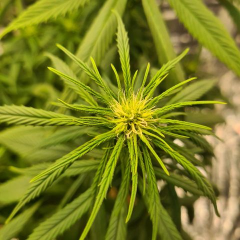 Flor 2 growlog timeline photo